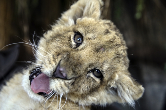 Türkiye'nin ilk aslan parkı ziyaretçilerini bekliyor